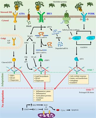 A Concise Review on the Role of Endoplasmic Reticulum Stress in the Development of Autoimmunity in Vitiligo Pathogenesis